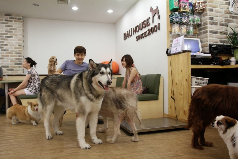 Bau House Dog Cafe (Корея)
