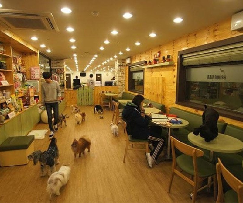 Bau House Dog Cafe (Корея)