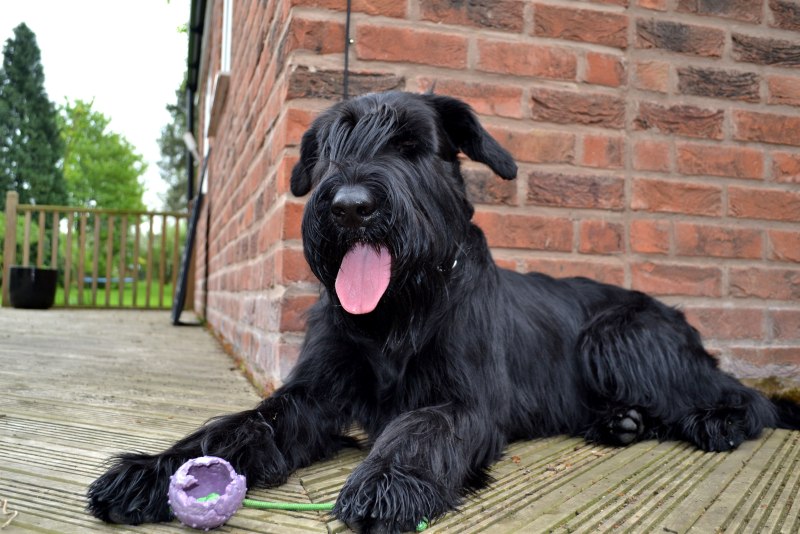Giant Schnauzer