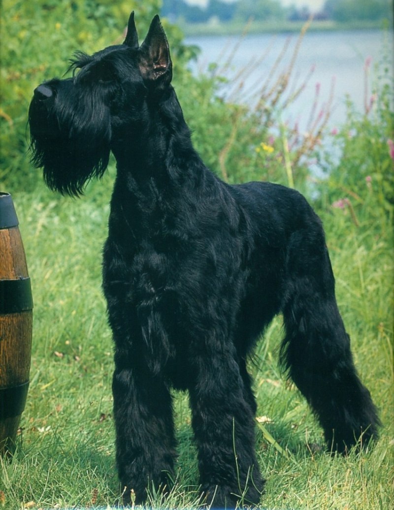 Цверг терьер