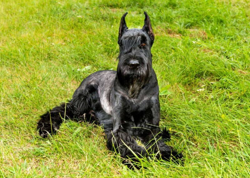 Mini Купер Schnauzer