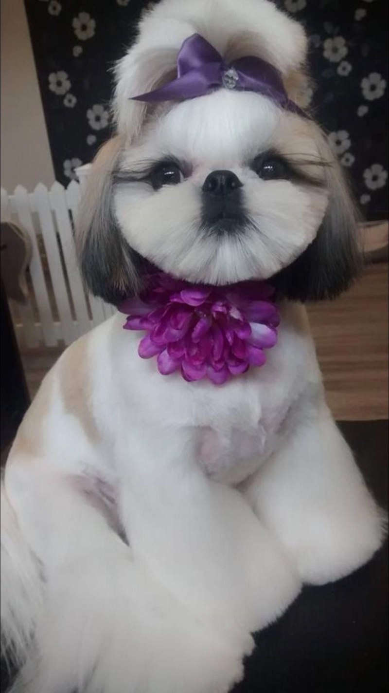 Ши тцу стрижки Корея
