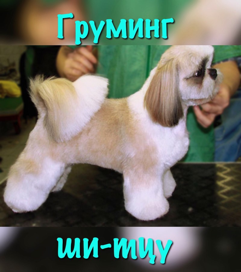 Стрижка ши тцу под щенка