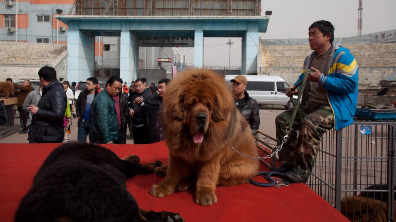 Клонирование собак