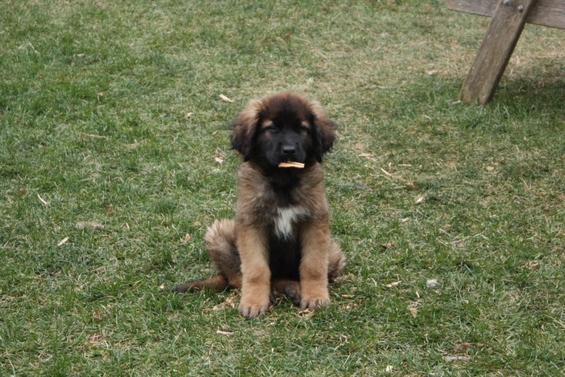 Leonberg собака щенок 1 месяц