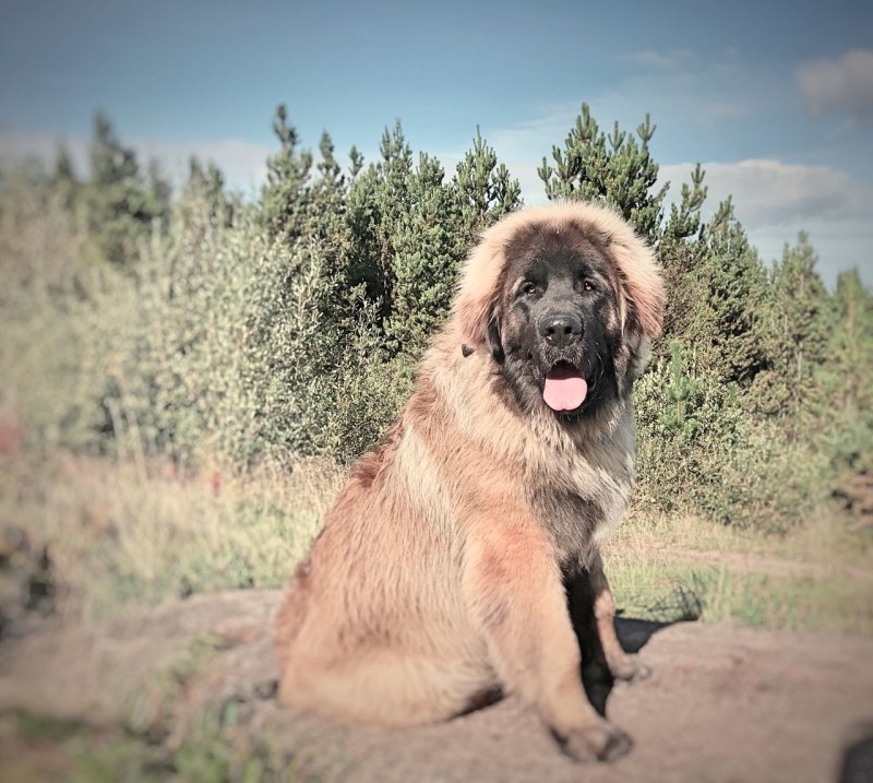 Леонбергер Молосс