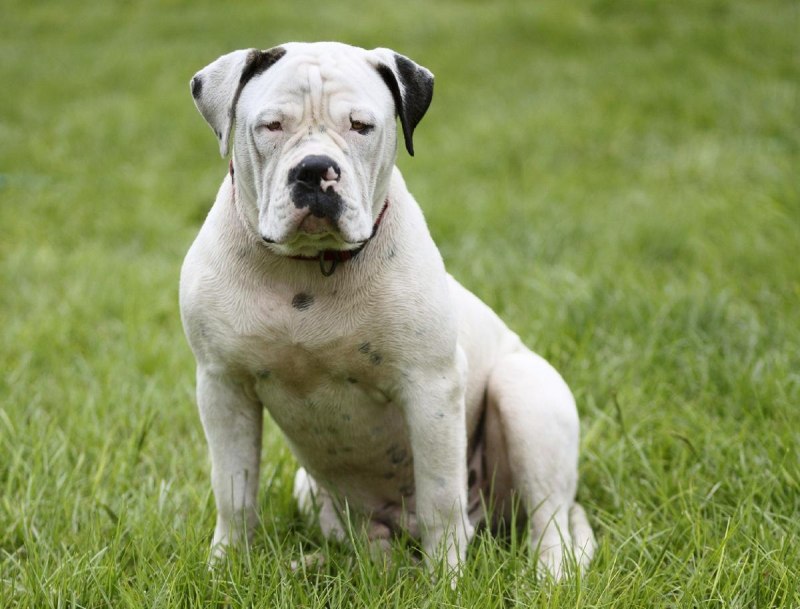American Bulldog Puppies for sale in Detroit