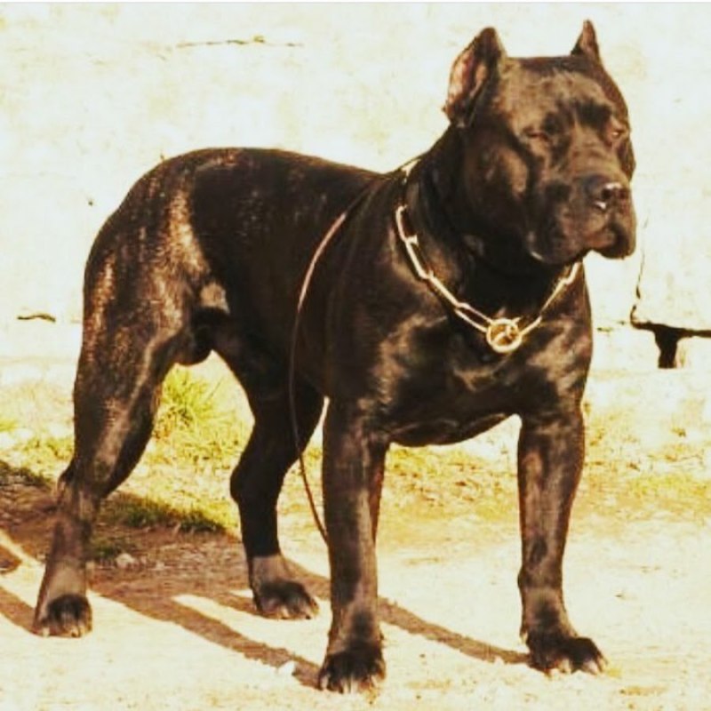 Канарский питбуль