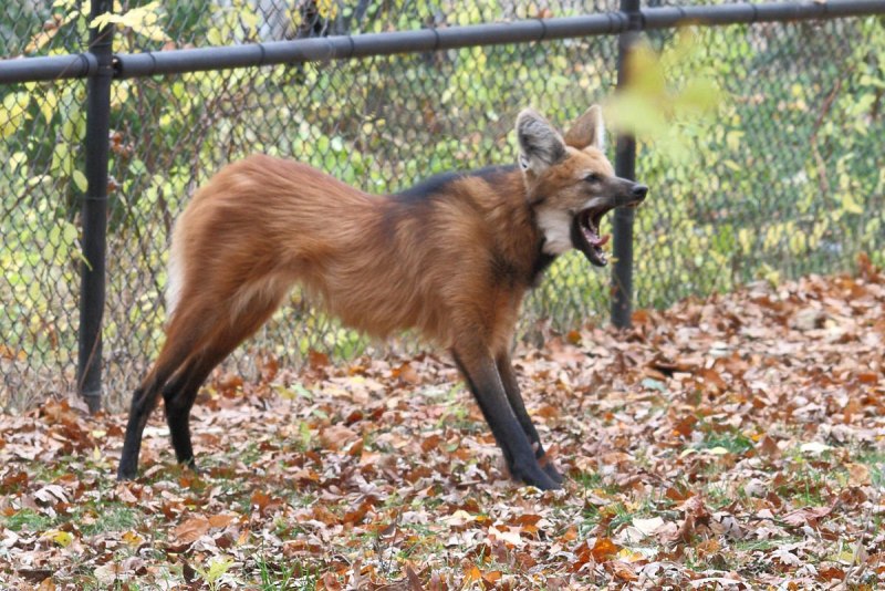 Гривистый волк (Chrysocyon brachyurus)