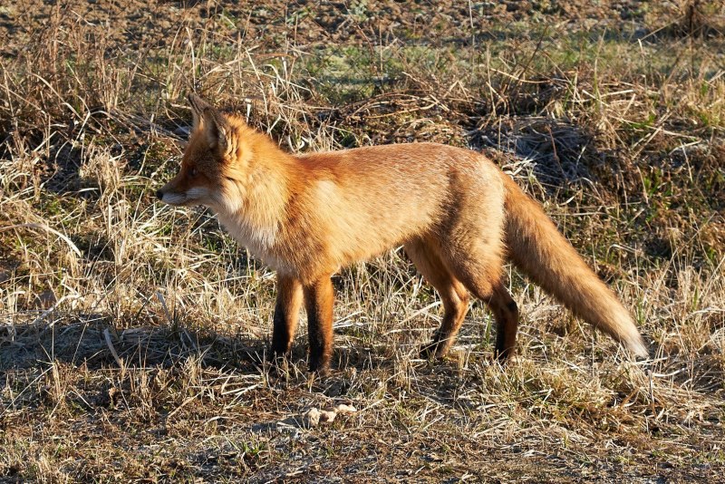 Собака колли усыновила Лисёнка