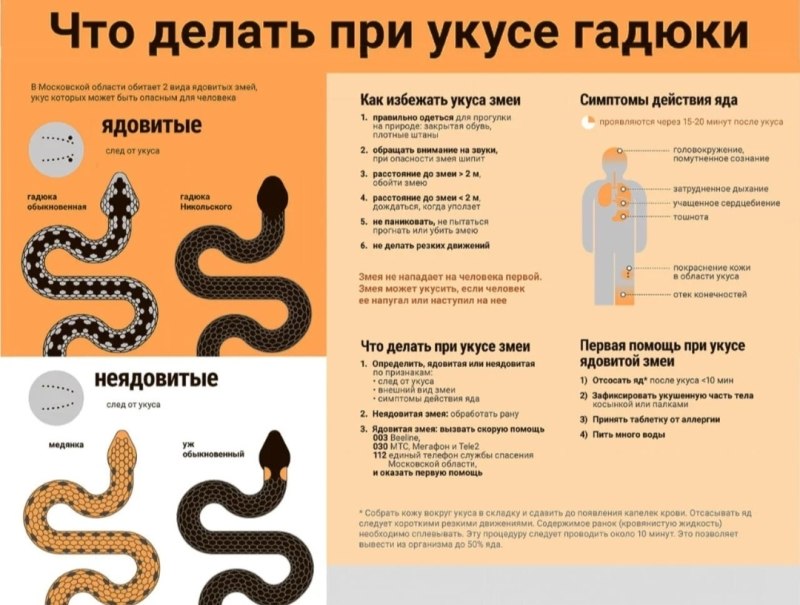 Псы кабачки