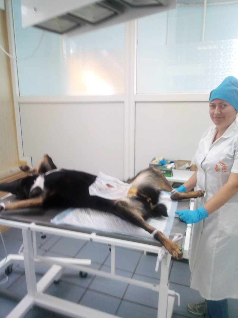Ветеринарная клиника Воронеж Шишкова