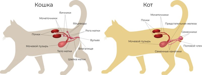 Коты после кастрации толстеют