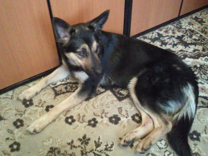 Помесь дворняги