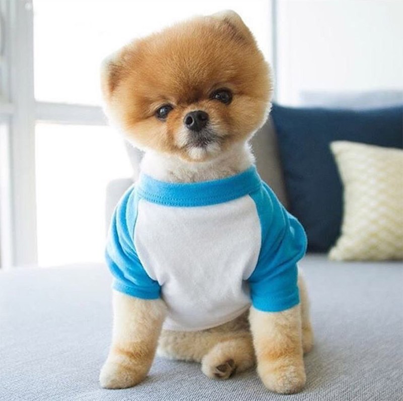 Собака jiffpom