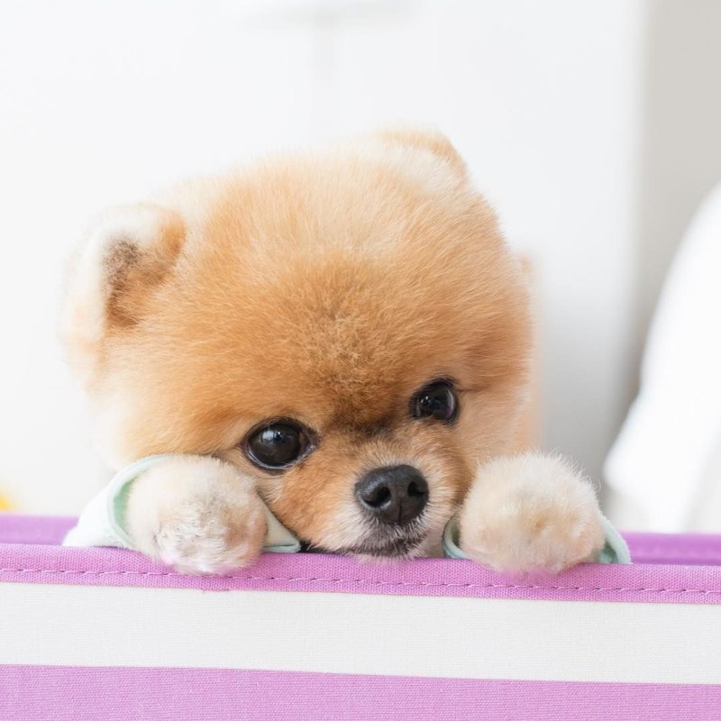 Померанский шпиц щенок Boo