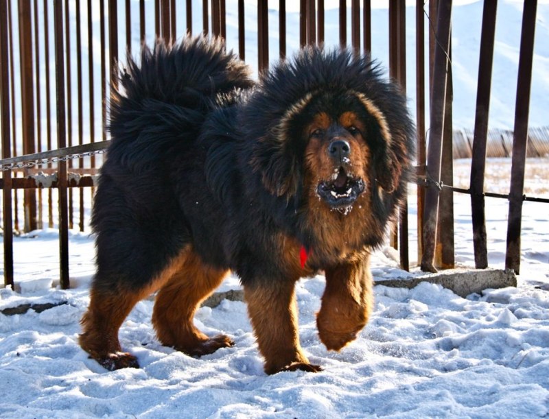 Королевский тибетский мастиф
