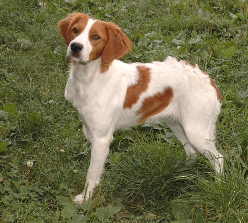 Brittany собака
