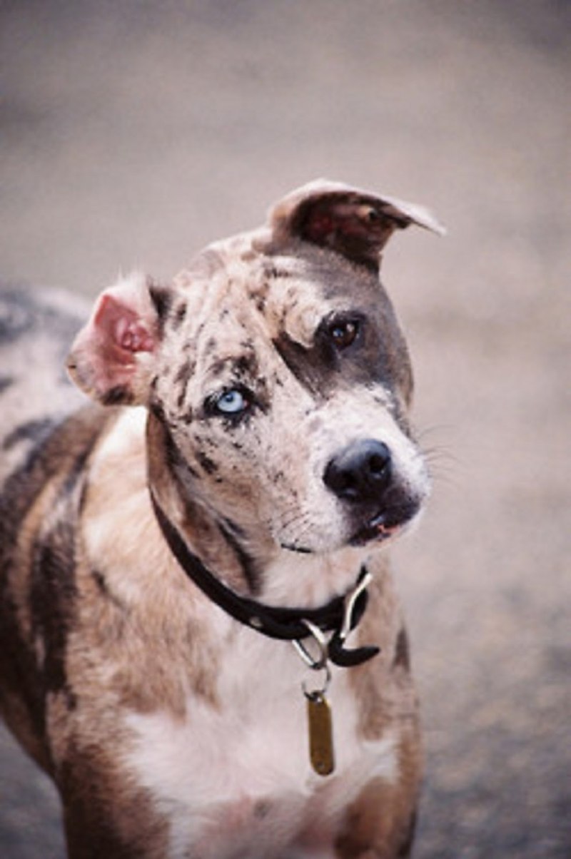 Catahoula Leopard Dog