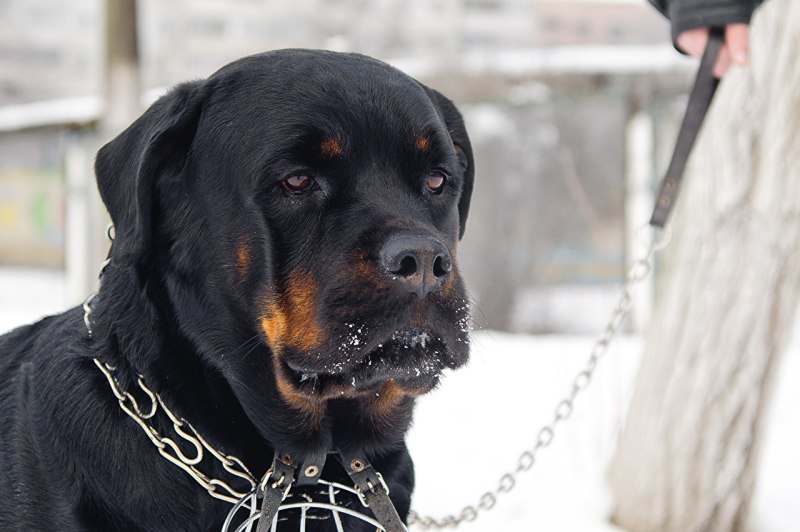 Ягдтерьер гладкошерстный