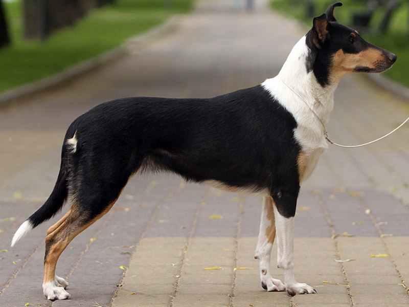 Smooth Collie
