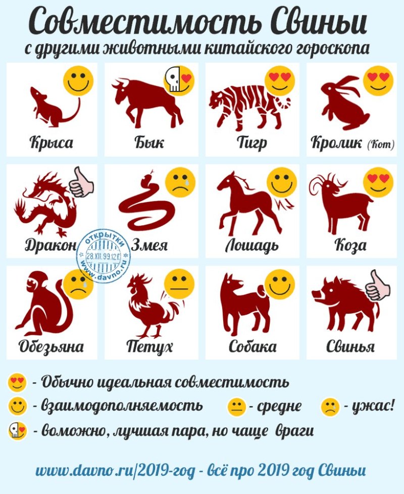 Разнообразие пород собак