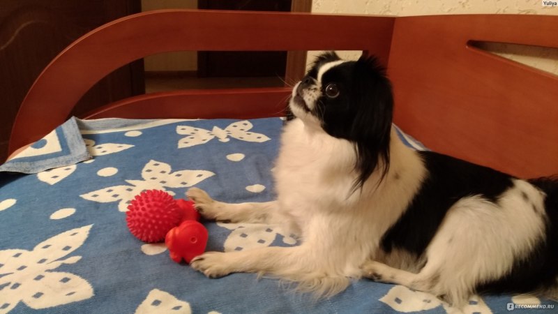 Японский Хин