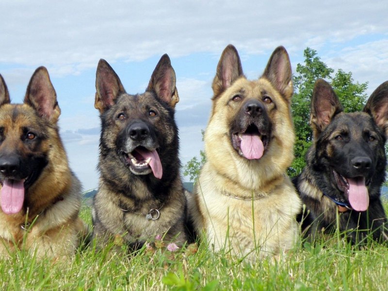 Шилонская овчарка Shiloh Shepherd