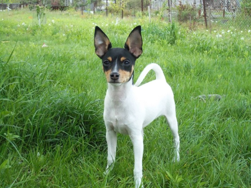 Той Фокстерьер (Fox Terrier Toy)