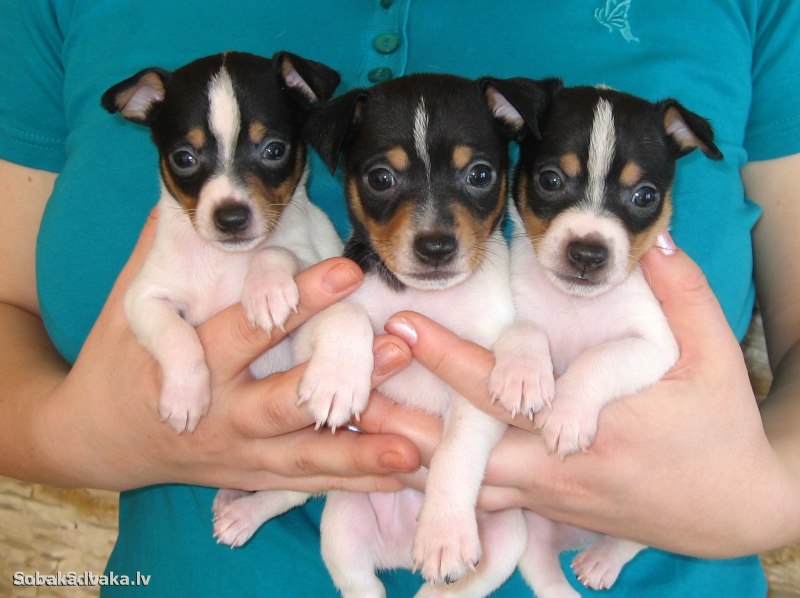 Toy Fox Terrier Инстаграм