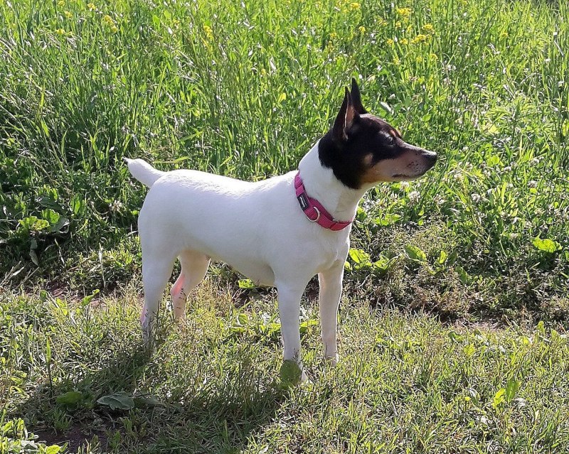 Той Фокстерьер (Fox Terrier Toy)