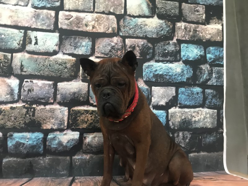 Чунцин / Chongqing Dog с