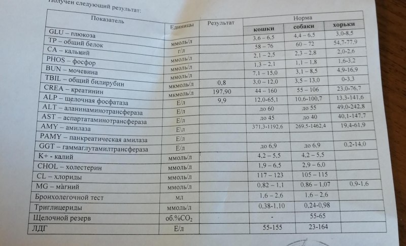 Дозы инсулина для кошек
