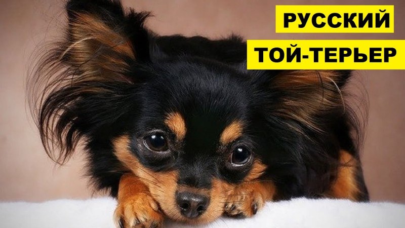 Русский той мраморного цвета