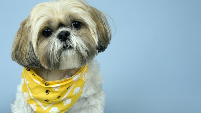Shih Tzu Grooming