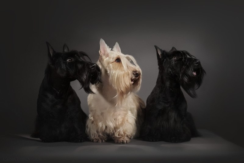 Cairn Terrier Puppies