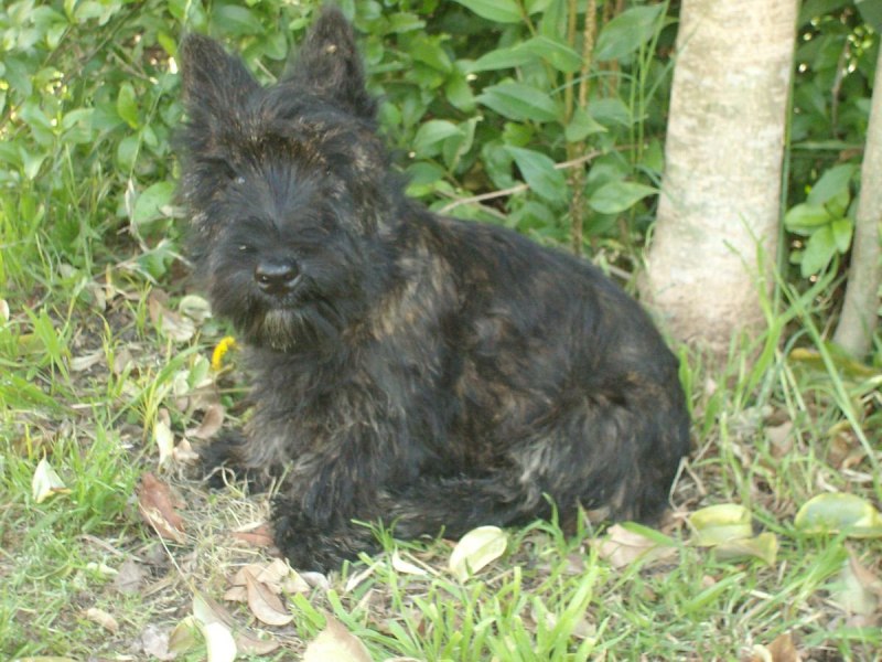 Scotch Terrier реклама