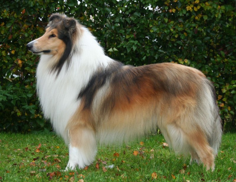Шотландская колли