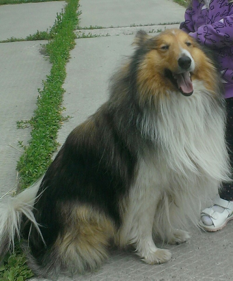 Колли белая