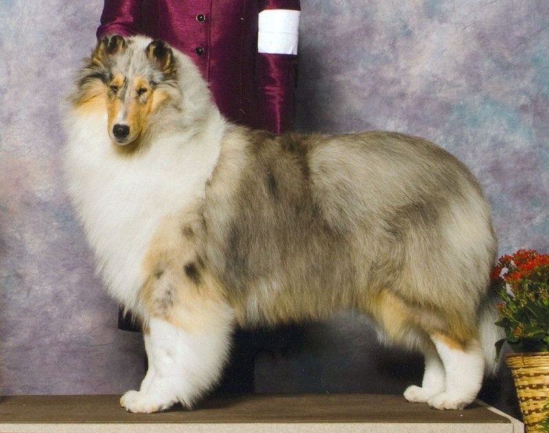 Шелти серая