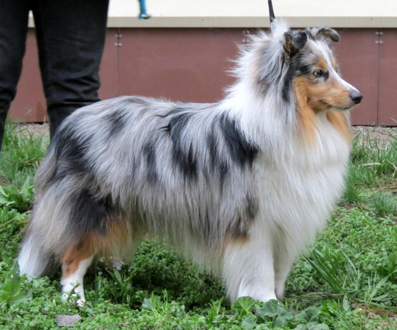 Колли соболиный окрас