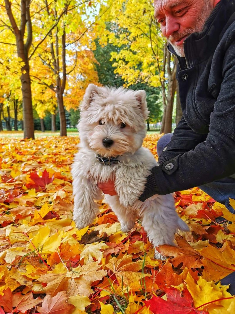 Good boy Dog