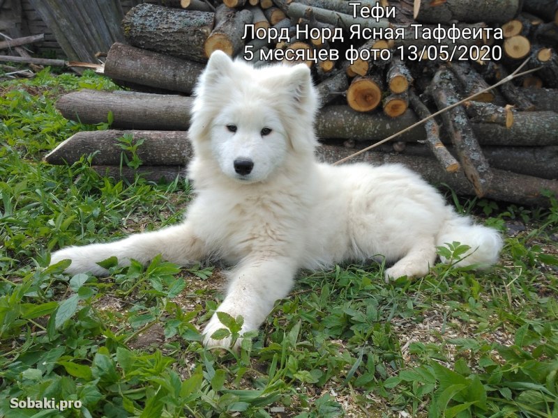 Уайт Норвич терьер