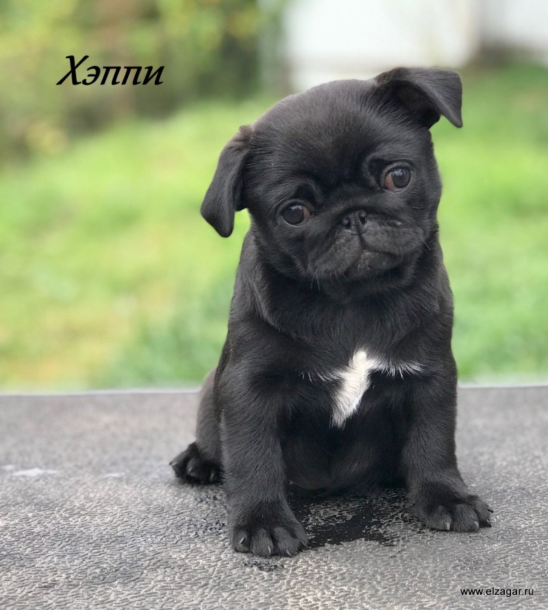 Мопс чёрный девочка 2 месяца