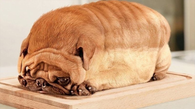 Гигантский Мопс
