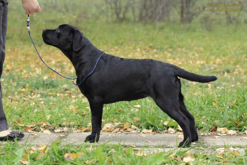 Greenstone Labrador