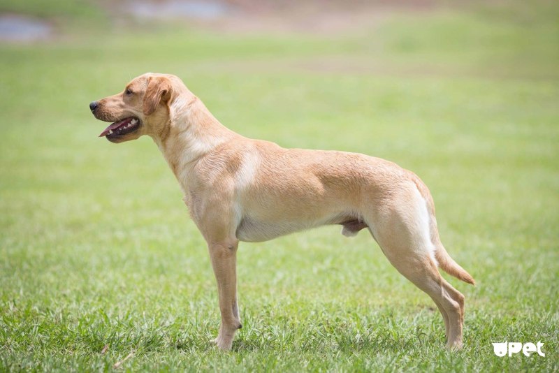 Labrador Retriever в стойке