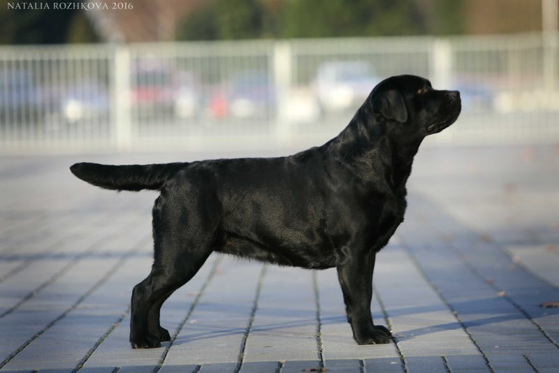 Labrador Retriever в стойке