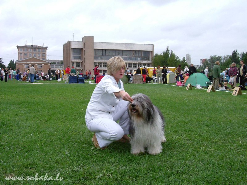 Польская нижняя овчарка