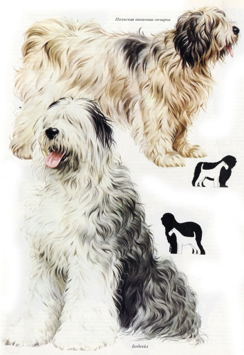 Old English Sheepdog Puppy